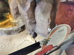 -酷嗒动物文化乐园(cutezoo西溪乐天城店)