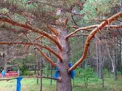 -北极村旅游风景区