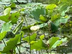 -昆山城市生态森林公园
