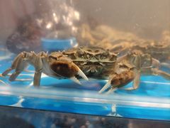 -二钳洞庭虾蟹·江湖菜(成都鹭岛店)