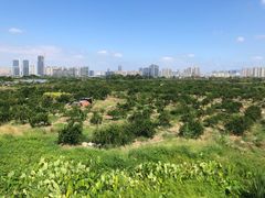 -三垟湿地