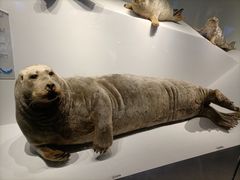 -贝林大翅鲸简餐厅(国家海洋博物馆店)