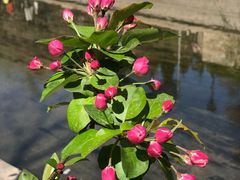 -海棠花溪(元大都城垣遗址公园)