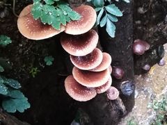 -徽三说·土徽菜·中国徽菜连锁品牌(一中店)