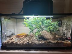 -酷以爬仙阁实体爬宠店·守宫·蜥蜴·专业繁育