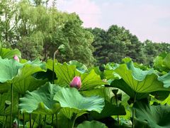 -金鸡湖桃花岛