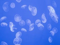 -多彩贵州城极地海洋世界