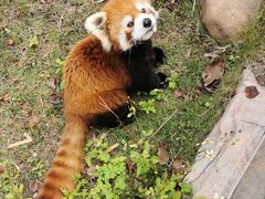 -灵玲国际马戏城