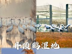 -荷兰花海
