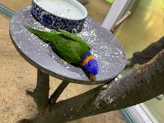 -上海大自然野生昆虫馆(东方明珠·爬宠昆虫探索中心)