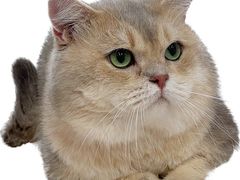 -爱洗澡的猫(望京店)