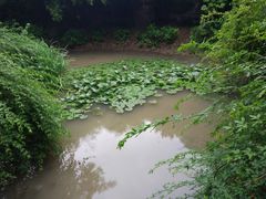 -新江湾城公园