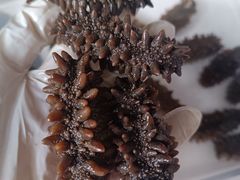 -宫品海参专卖店(静安大宁店)