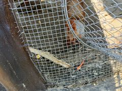 -合肥滨湖国家森林公园