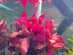 -华声天桥民俗文化园