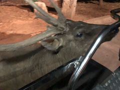 -清迈夜间动物园