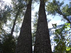 -五营红松林海景区