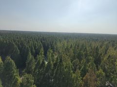 -黄海国家森林公园