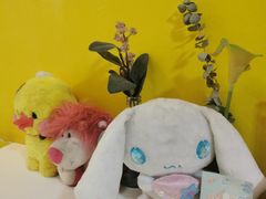 -志龙皇冠吃货椰子铺