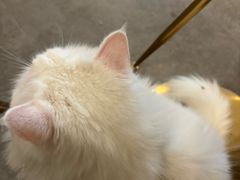 -飞行喵MR PILOT|猫舍·猫咖(静安大融城店)
