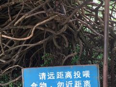 -广州市流溪河国家森林公园