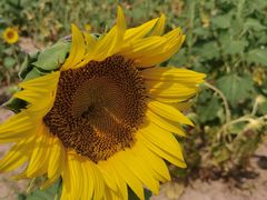 -汉长安城未央宫国家考古遗址公园