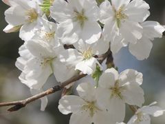 -武汉大学-樱园