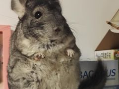 -百好乐宠物友好餐厅(朝外大街店)