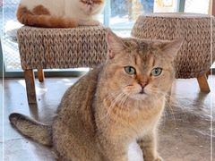 -喵屿·大理花园猫咖