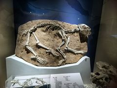 -国家自然博物馆