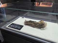 -巴音郭楞蒙古自治州博物馆