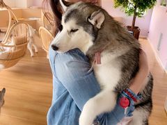 -Husky Go! 哈士奇体验馆·宠物咖啡厅狗咖