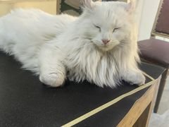 -猫小院猫主题餐厅(南锣旗舰店)