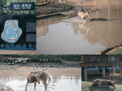 -日照海滨国家森林公园