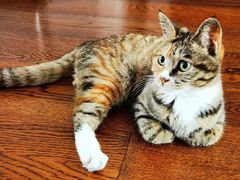 -达爱动物医院·犬猫分区·CT·复杂眼科(远洋山水分院)