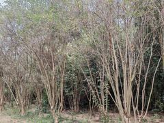 -南沙蒲洲花园