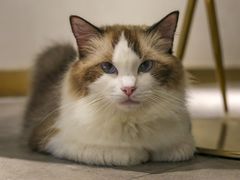 -飞行喵MR PILOT|猫舍·猫咖(静安大融城店)