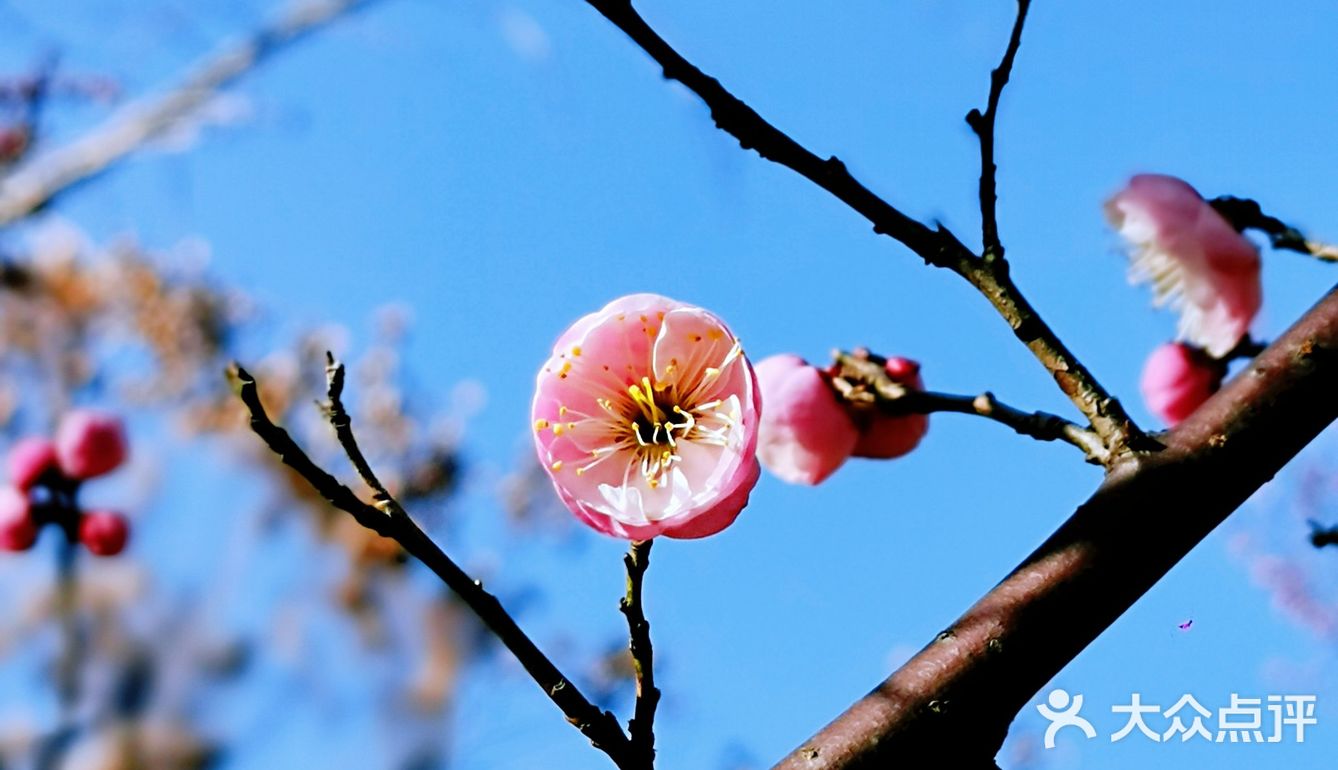 🍓冬日的顾村公园比预期更美🍓