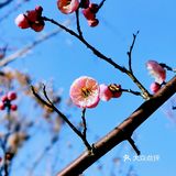 🍓冬日的顾村公园比预期更美🍓