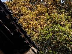 -乌镇景区