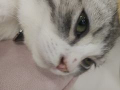 -糯米喵星人·撸猫猫舍咖啡馆(西市场嘉华店)