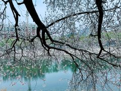 -桃花堤公园