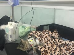 -达爱动物医院·犬猫分区·CT·复杂眼科(远洋山水分院)