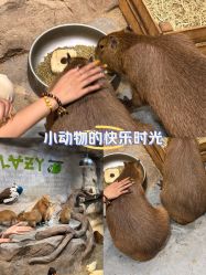 -Zoolung Zoolung动物主题公园(海信广场店)