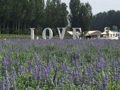 iphone_upload_pic-紫海香堤香草艺术庄园