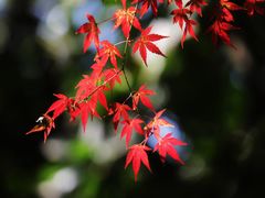 -杭州半山国家森林公园