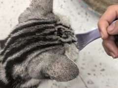 -喵园·猫主题咖啡厅·撸猫·猫咖(国贸店)