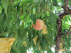 -老袁家蜜桃农场·阳山水蜜桃