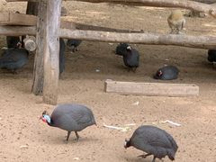 -秦皇岛野生动物园