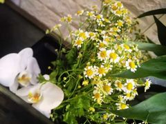 -雪蔓之鲜花气球派对(家佳源时代中心店)